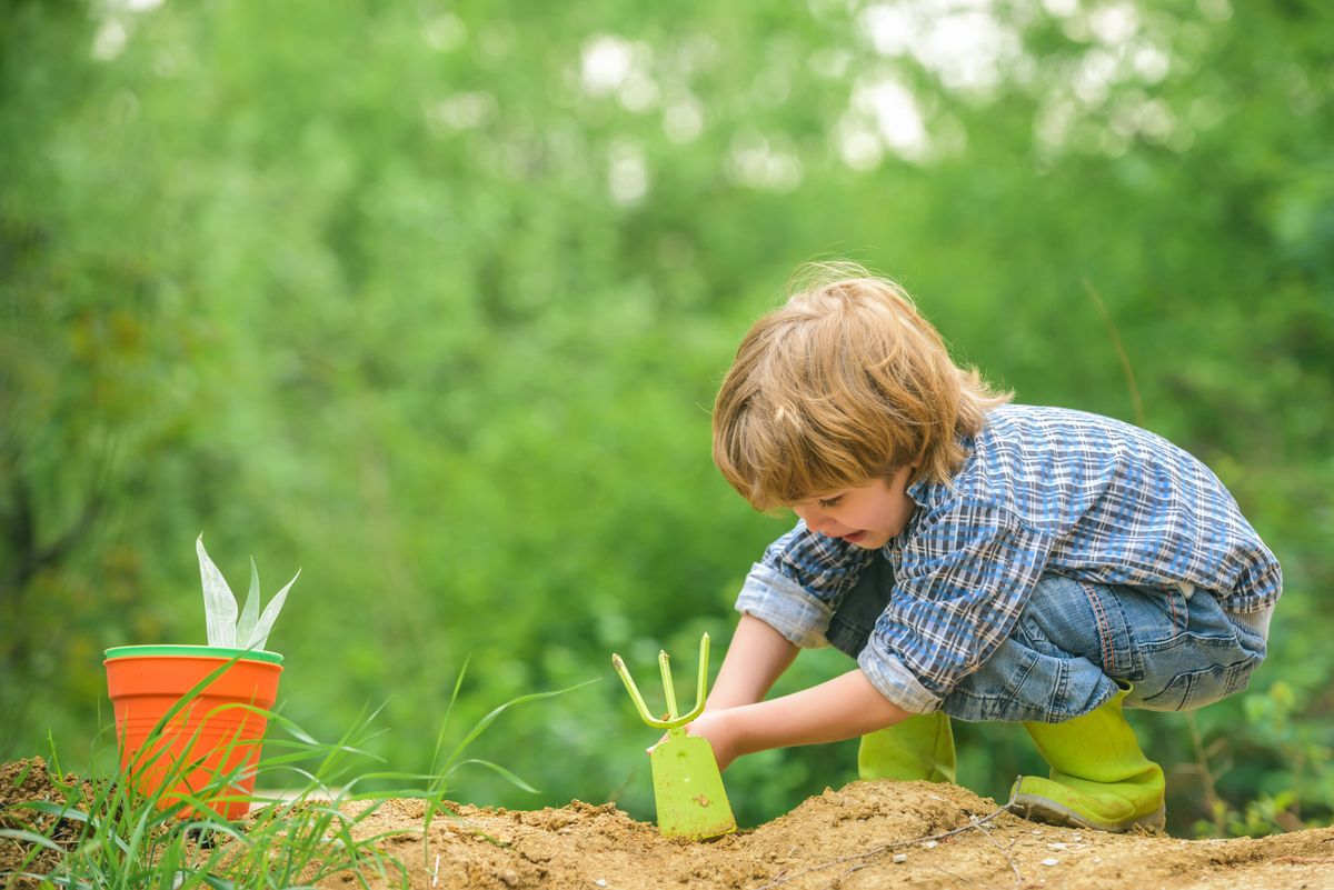 Child in the garden to plant vegetables Child in the garden to plant vegetables