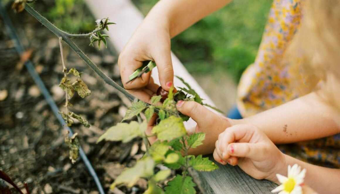Little toddler with shears cutting purple cherry tomato