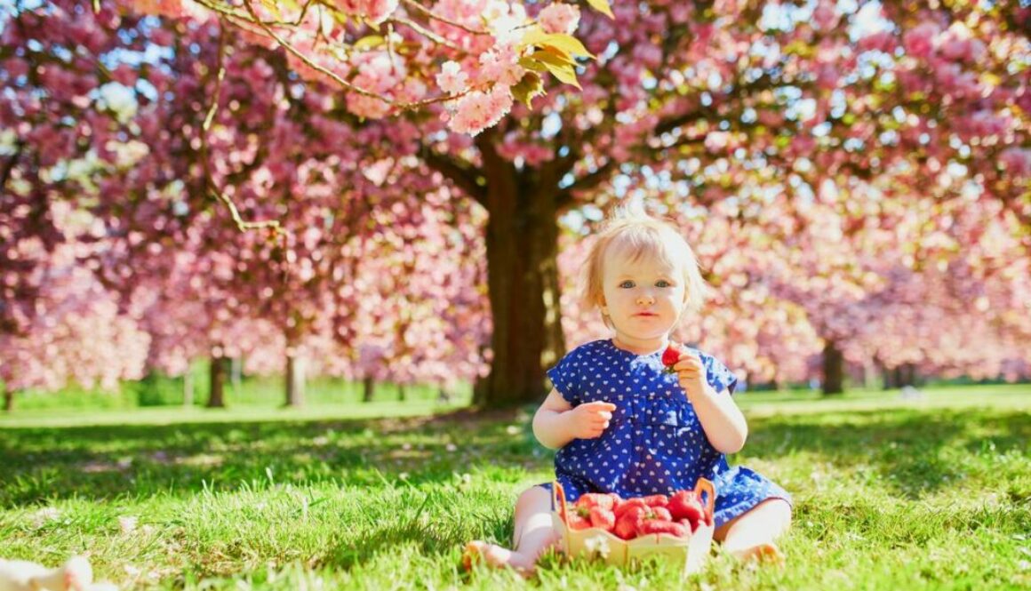 Daycare toddler eating strawberries