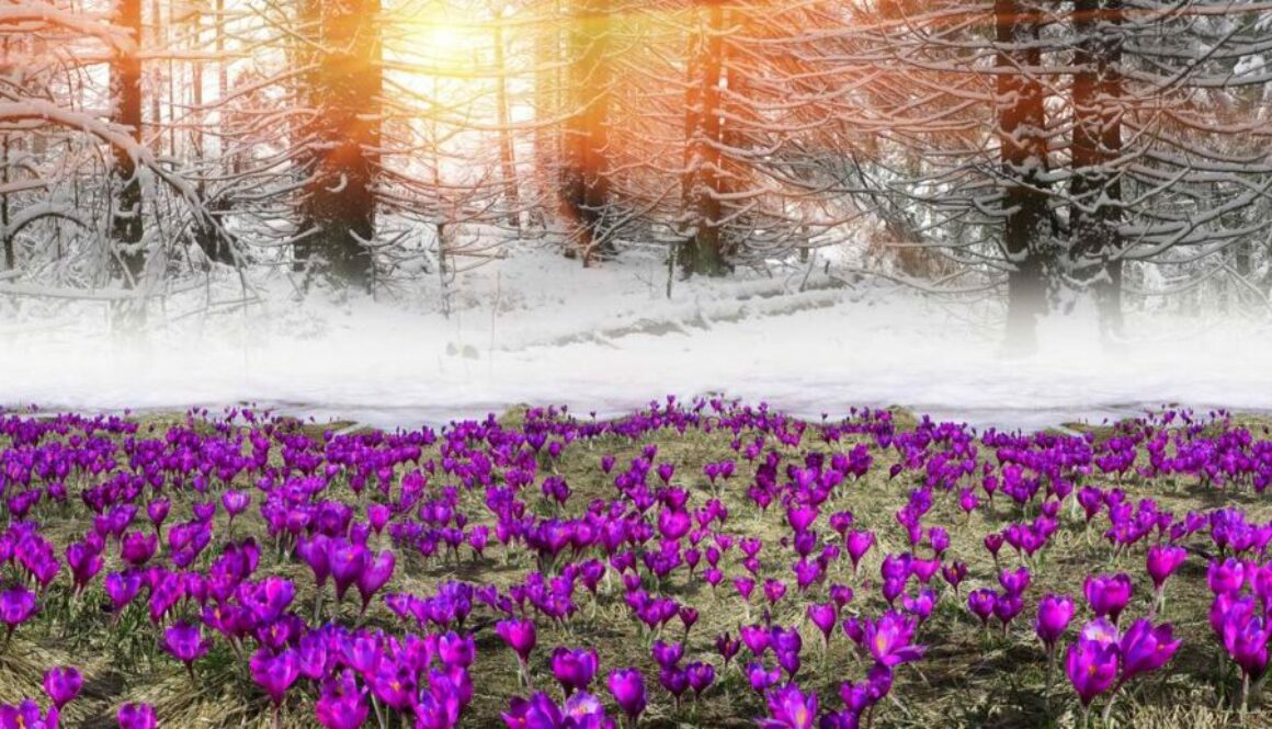 Hut with crocus field in Carpathians
