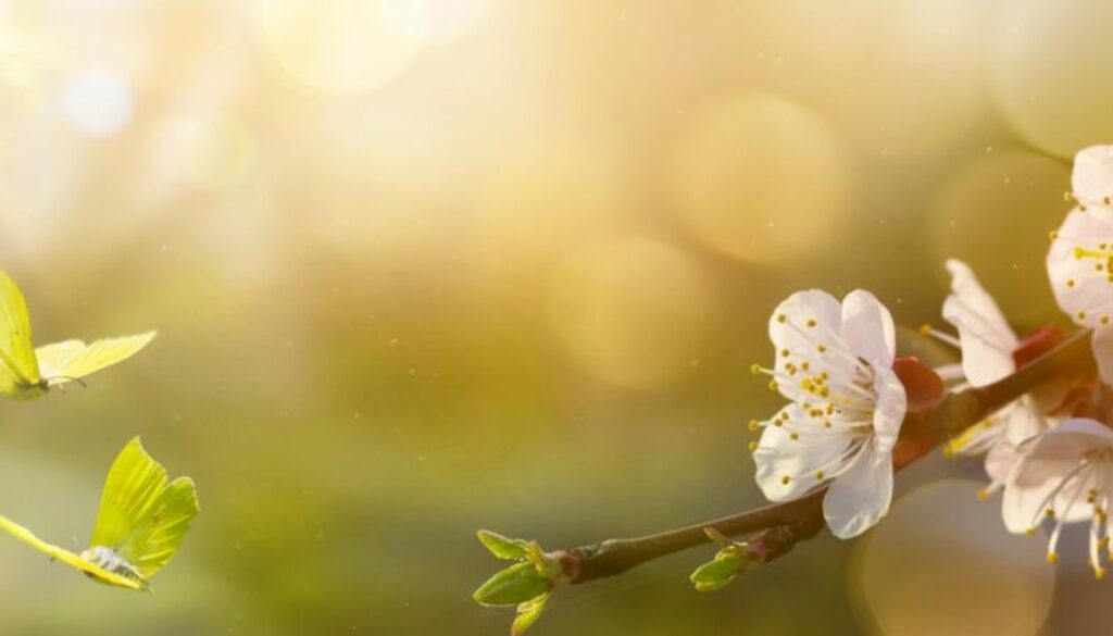 Spring flower background