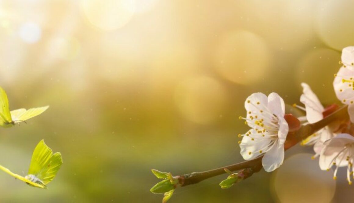 Spring flower background